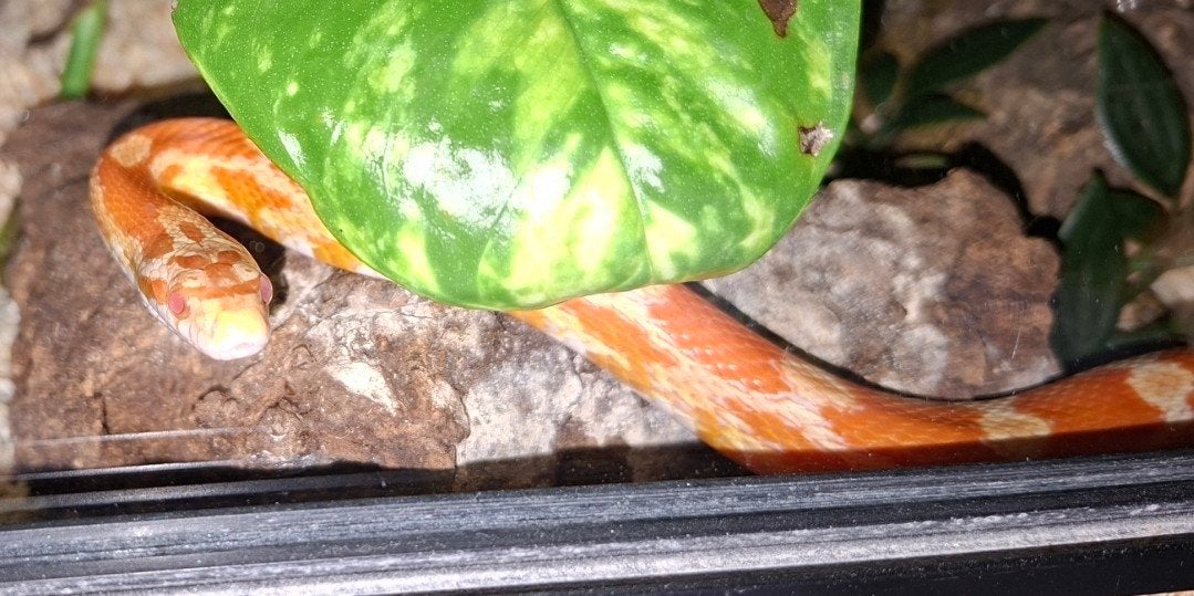 2 Rattenslangen Rat Snake photo 4