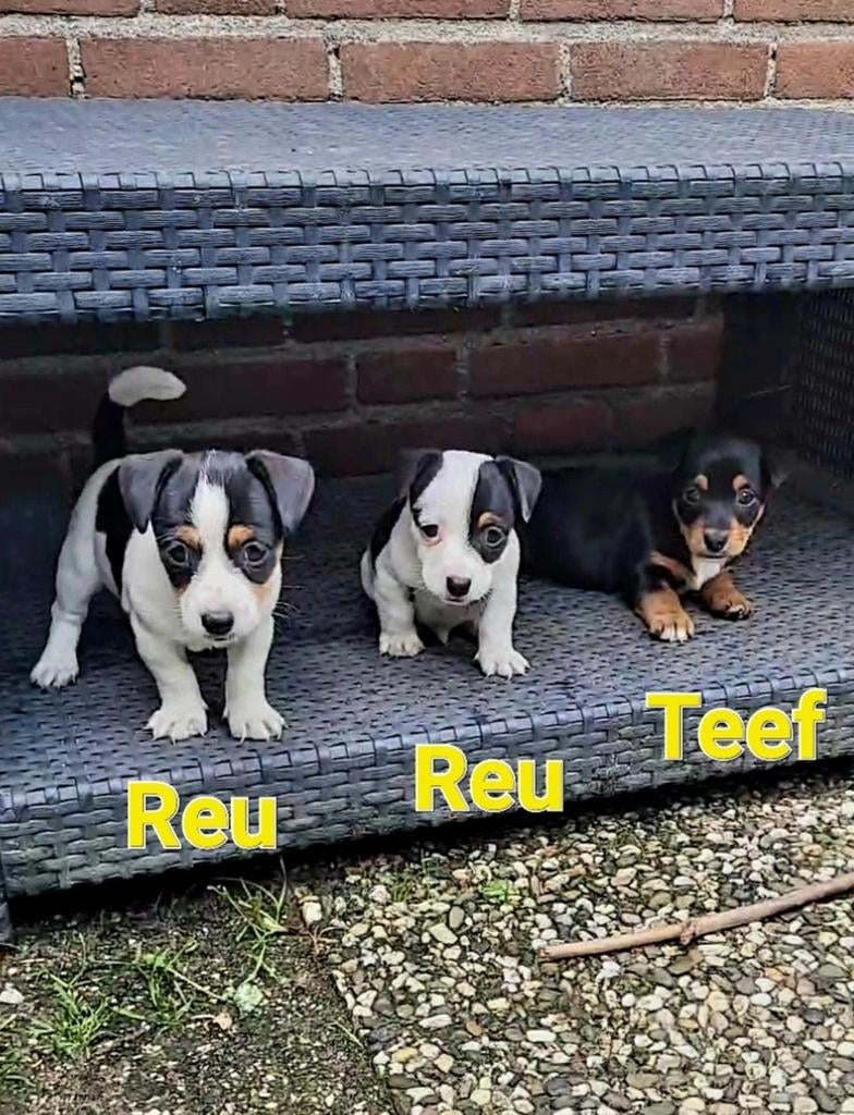 Black & tan en Driekleur Jack Russell / Russel pups, Jack Russell Terriër, 8 tot 15 weken, Meerdere, Meerdere dieren
