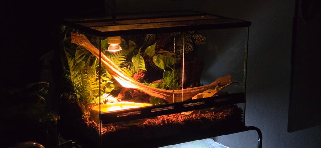 Wimpergekko met terrarium, Dieren en Toebehoren, Reptielen en Amfibieën, Hagedis, Met terrarium, 0 tot 2 jaar