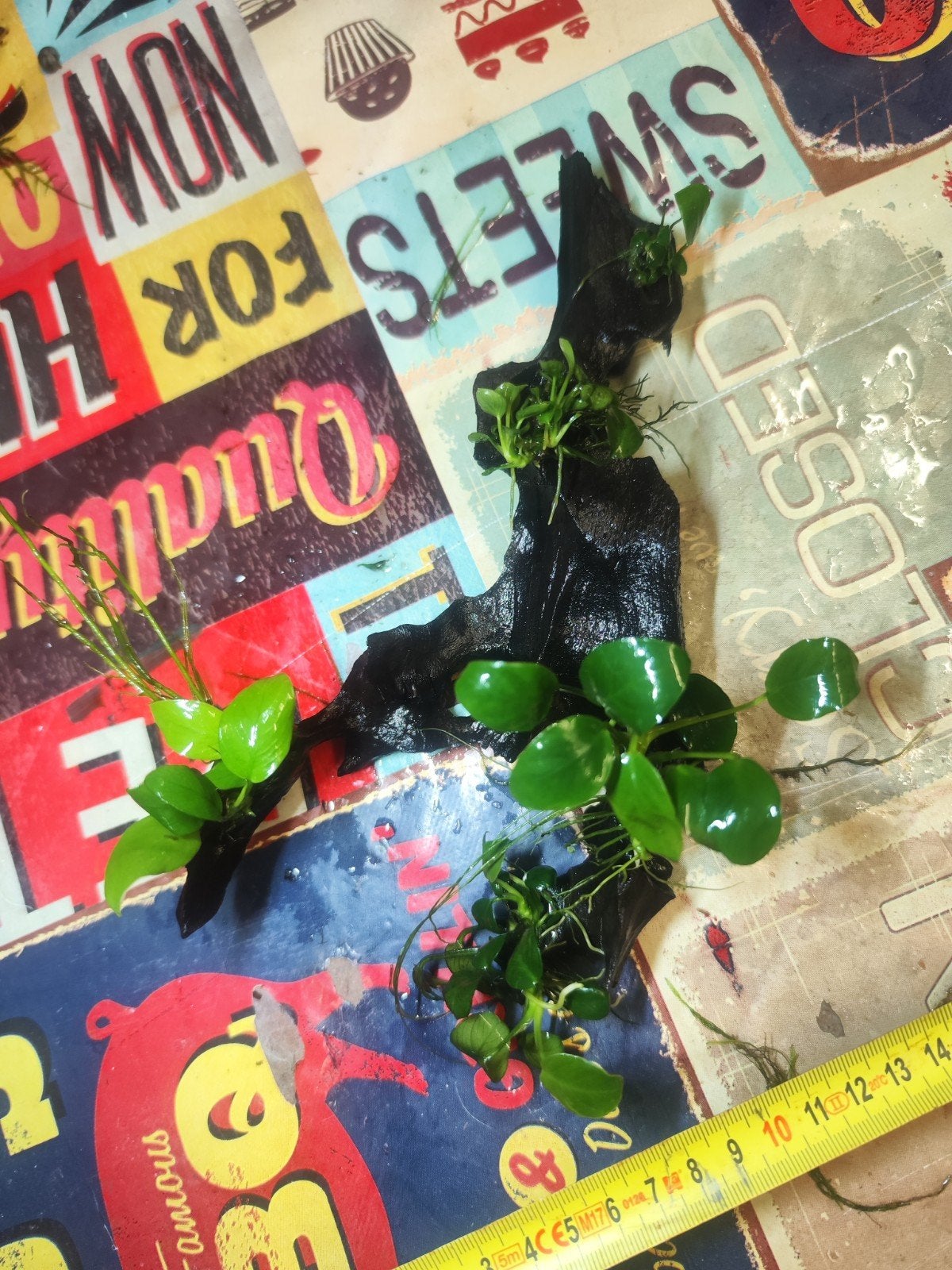 Kienhout met anubias, Dieren en Toebehoren, Ophalen of Verzenden, Plant(en), Steen of Hout