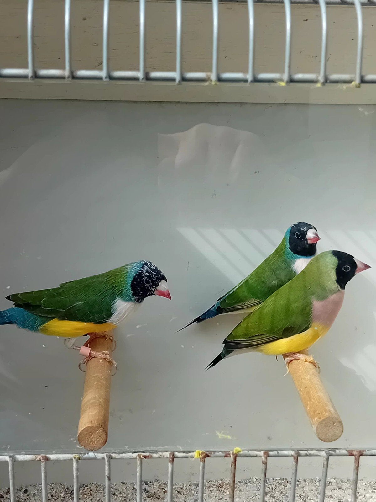 Groene  goudamadines te koop, Mannelijk