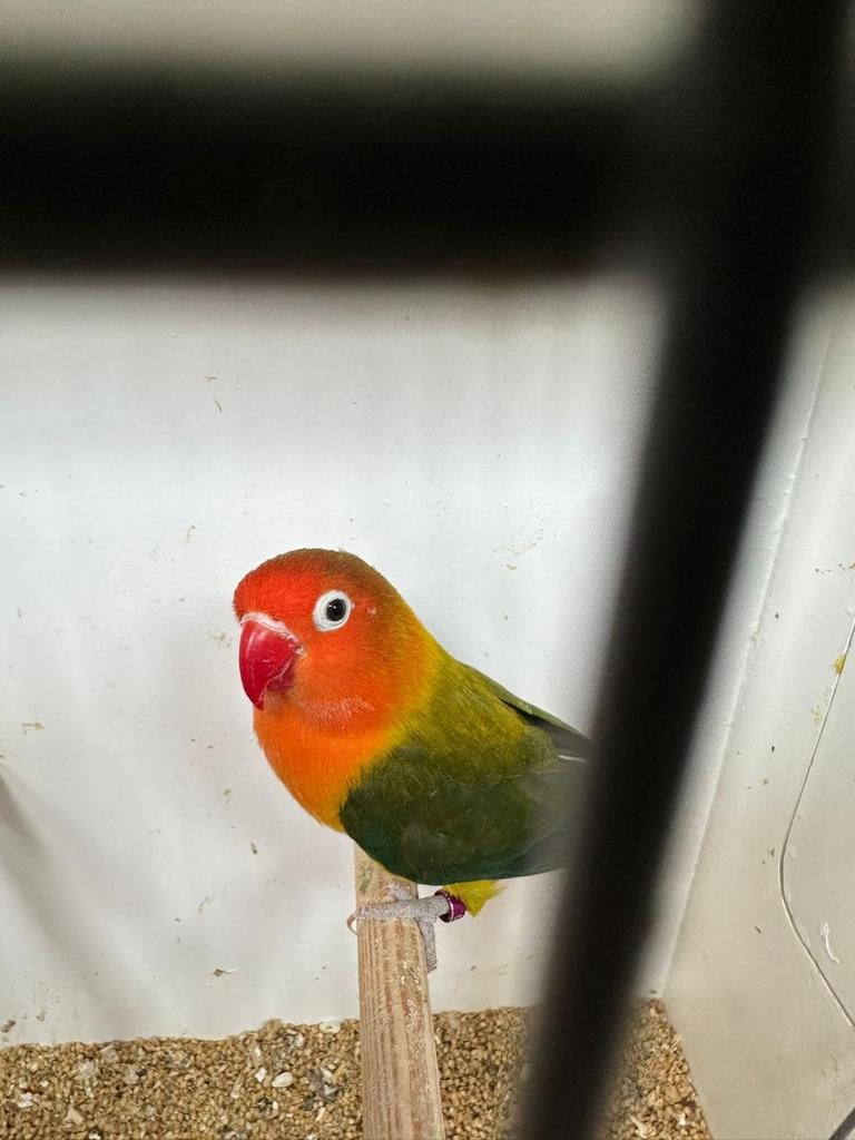 Agapornis Fischeri, Dieren en Toebehoren, Vogels | Parkieten en Papegaaien, Mannelijk, Dwergpapegaai of Agapornis, Geringd