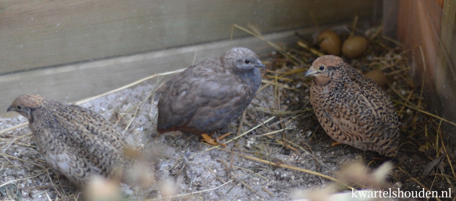 Gezocht chinese dwergkwartels hennen omgeving brummen!, Dieren en Toebehoren, Pluimvee, Vrouwelijk, Overige soorten