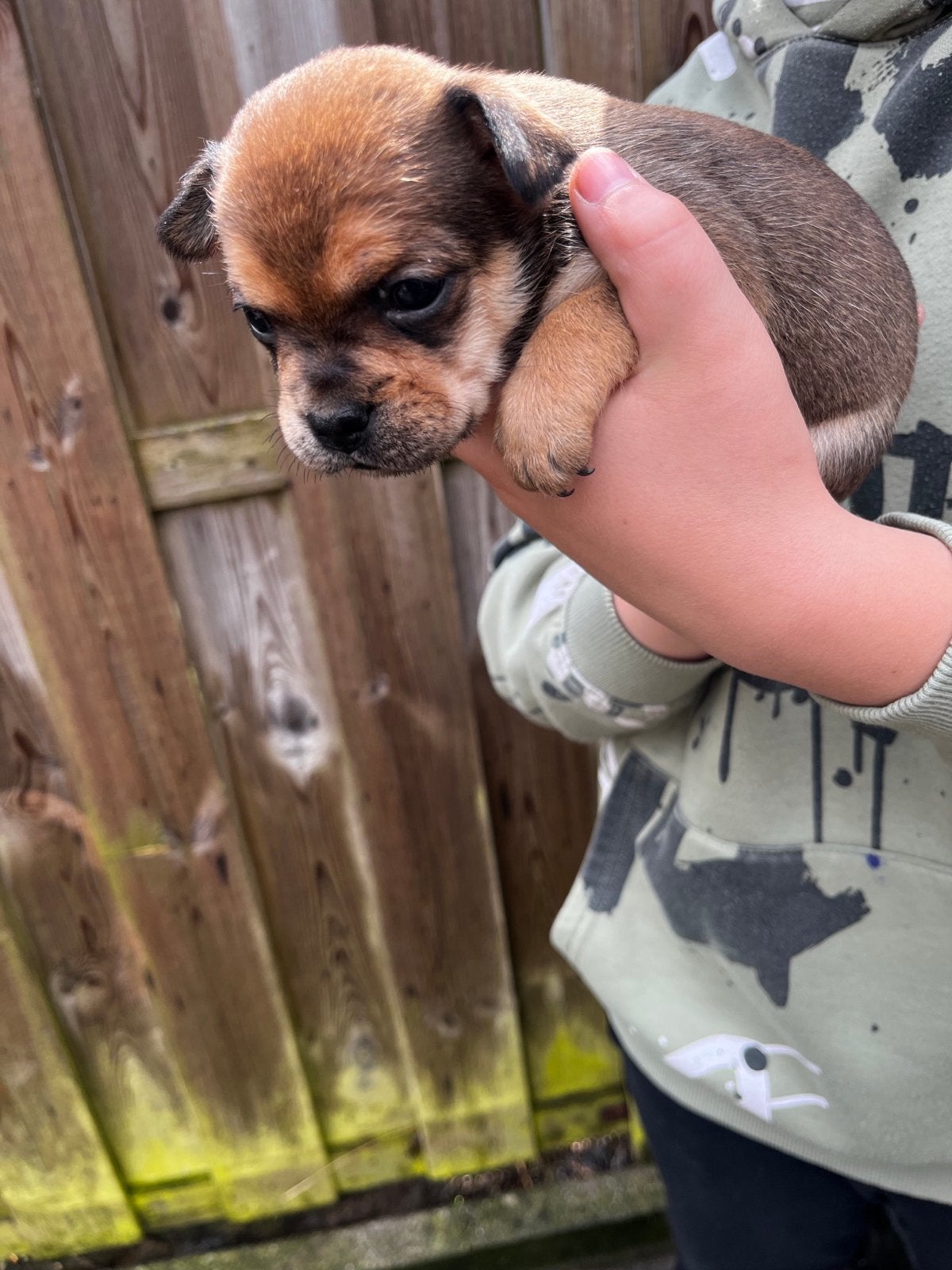 Te koop 3 prachtige puppy’s, Meerdere, Meerdere dieren, Nederland, Particulier