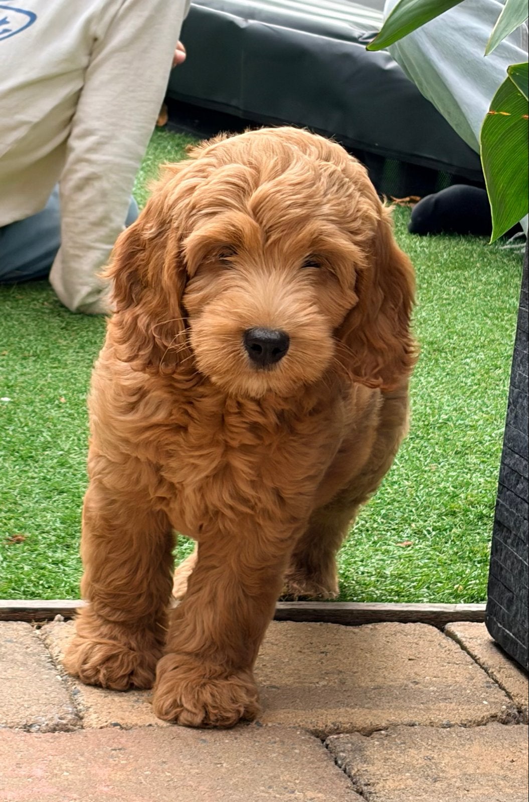 Lieve labradoodle pup 11 weken (herplaatsing), 8 tot 15 weken, Teef, Eén hond, Middel