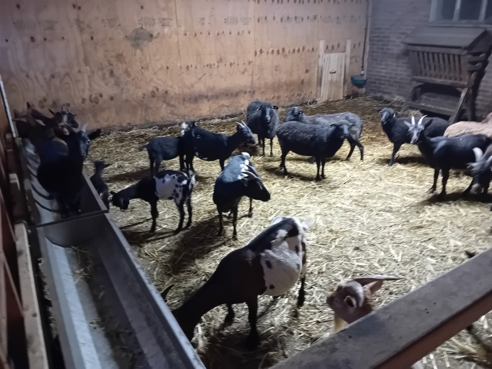 dwerg geiten en ouessant schapen, Vrouwelijk, Geit