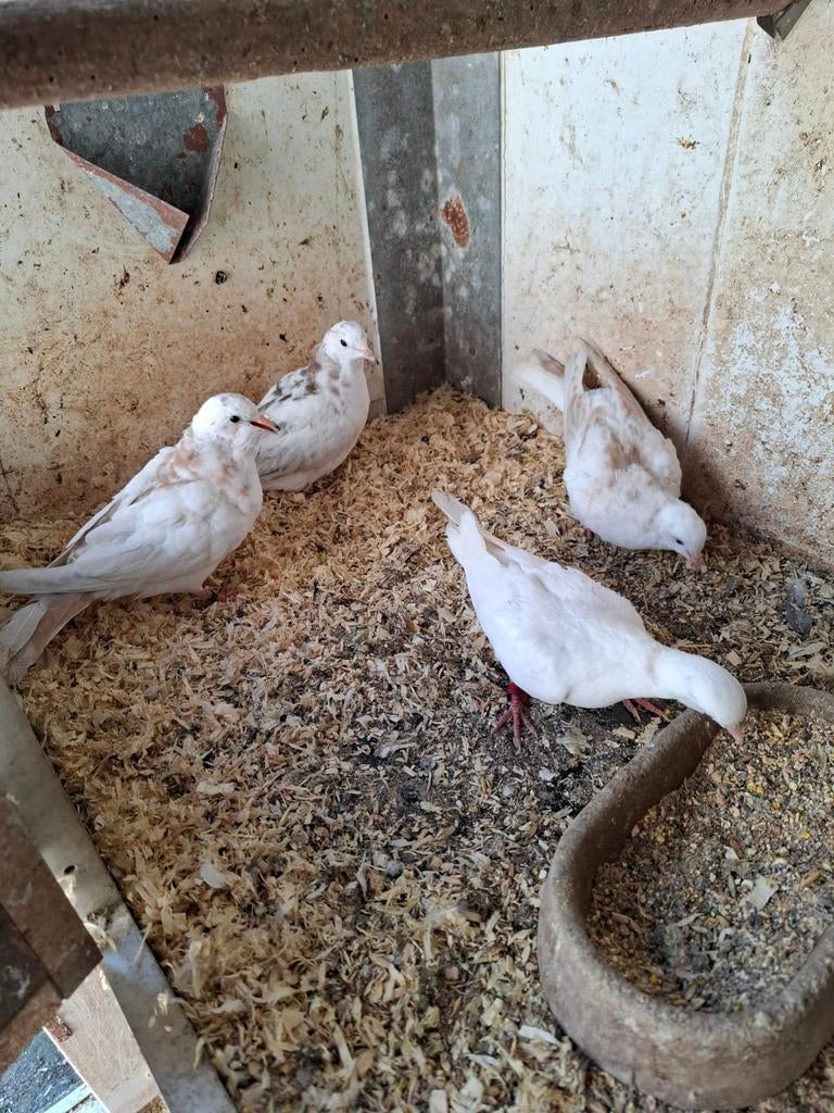 Bonte tortelduiven, Meerdere dieren, Overige soorten