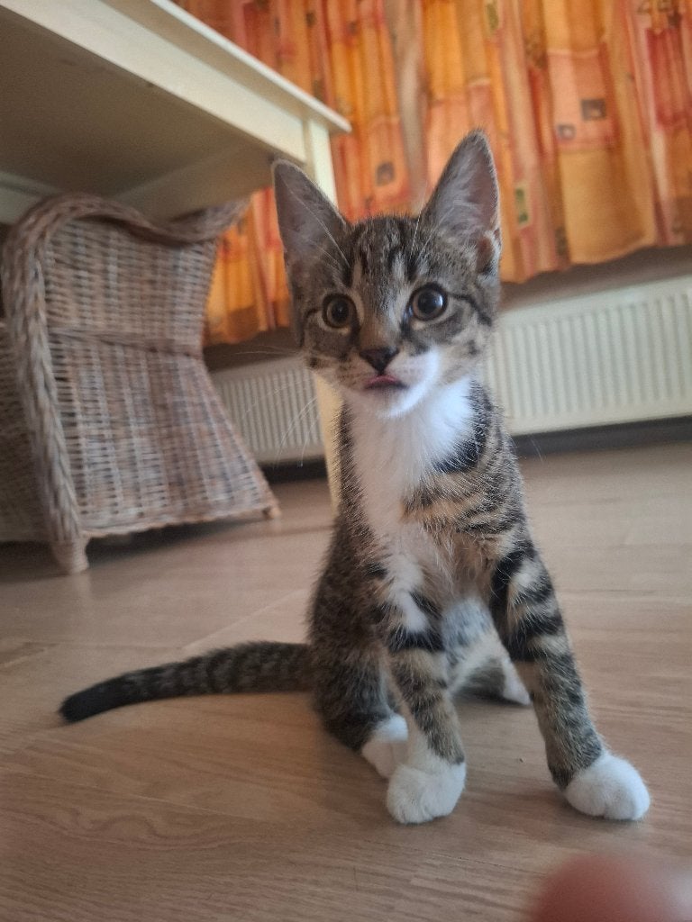 Kittens, Dieren en Toebehoren, Poes, Ontwormd, 0 tot 2 jaar