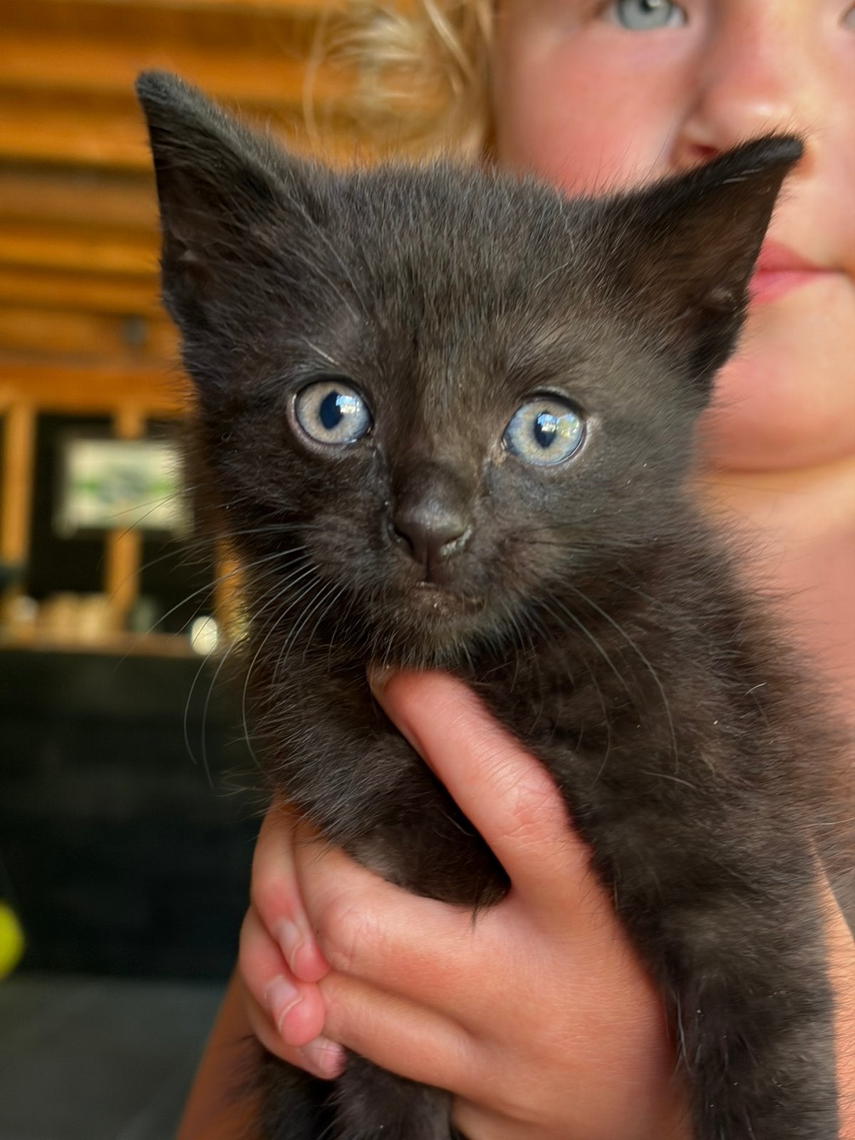 Kitten Zwart, Dieren en Toebehoren, Geslacht onbekend, Kortharig, 0 tot 2 jaar