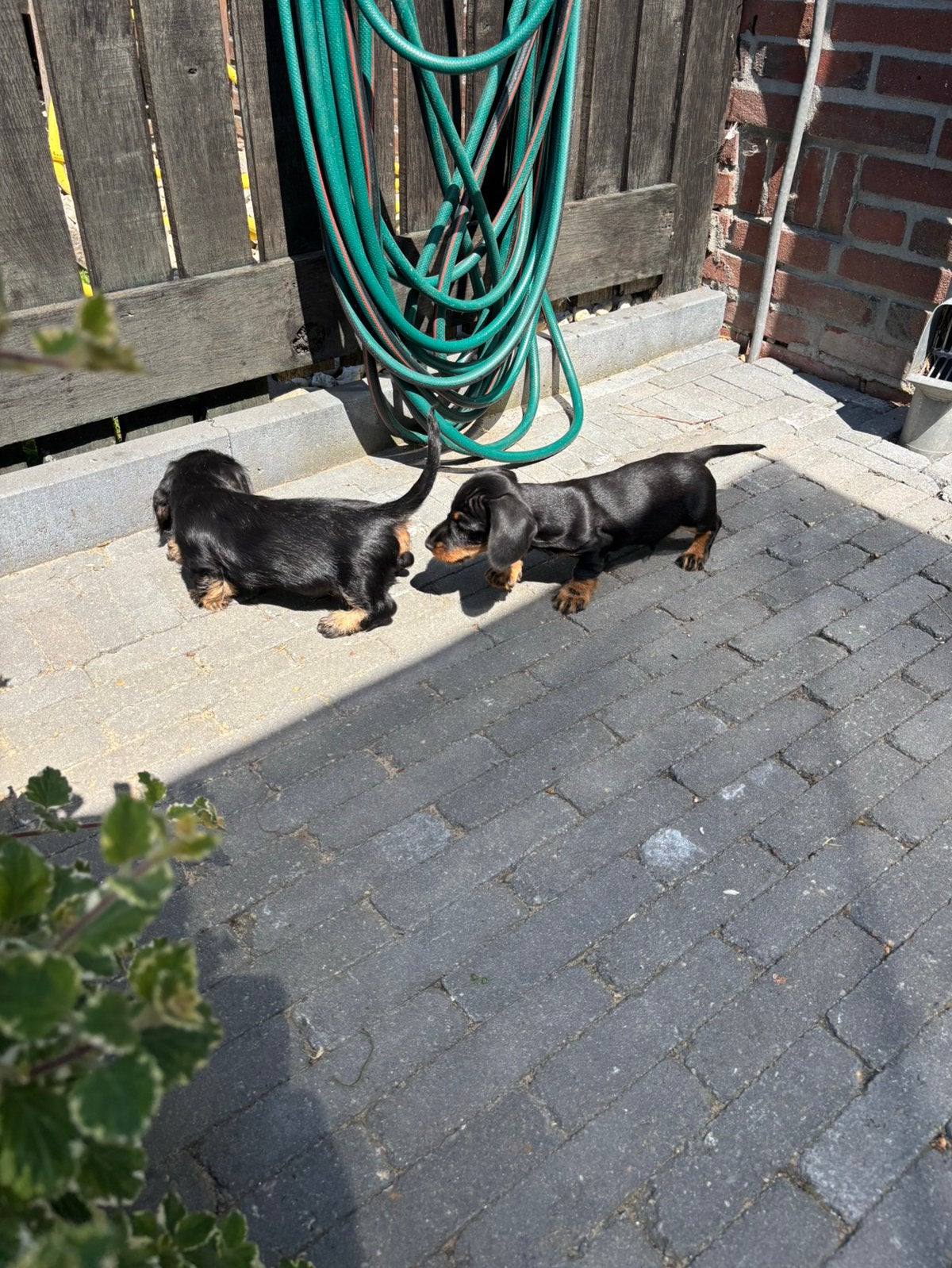 Te koop; Ruwharige Black and Tan kaninchen teckel pups., Dieren en Toebehoren, Kaninchen, Parvo, 8 tot 15 weken, Meerdere
