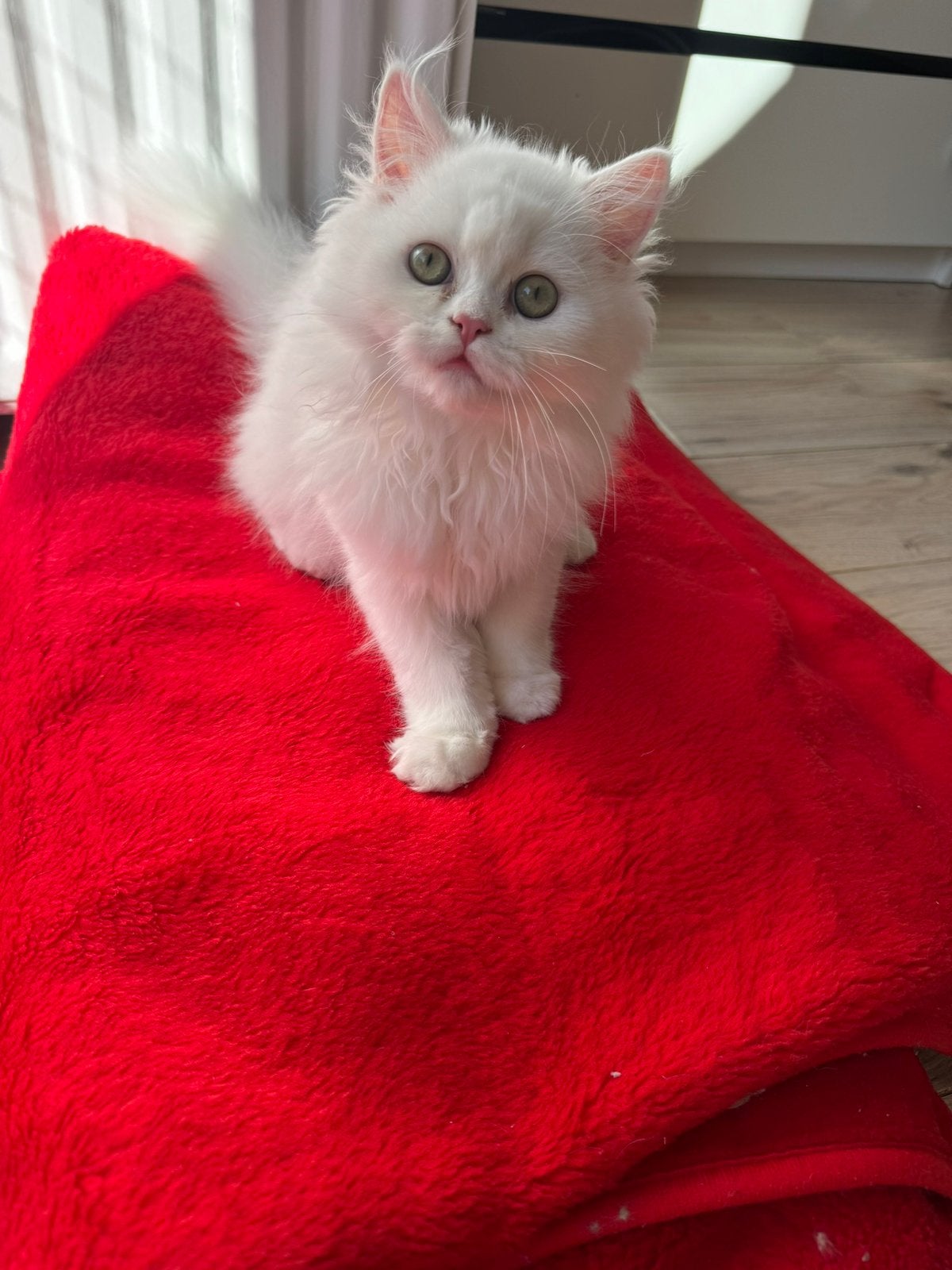 Perzische laast Wit kitten te koop met stamboom, Poes, Met stamboom