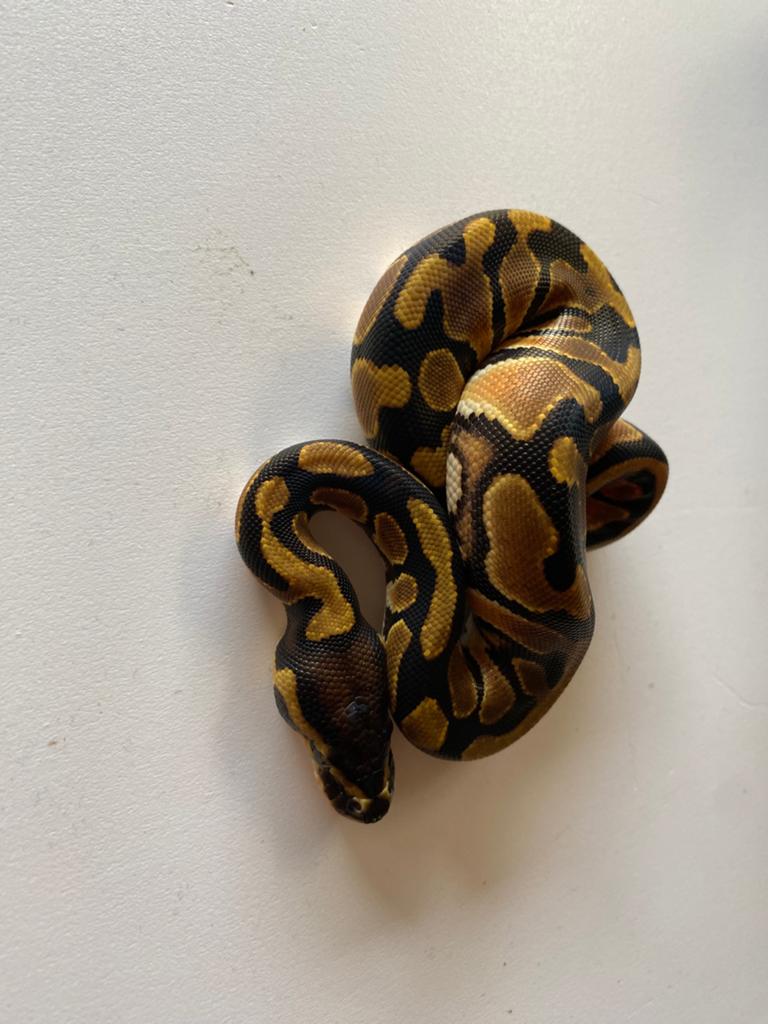 Koningspython nk 26 orange dream Ball Python - unknown for sale from Sade