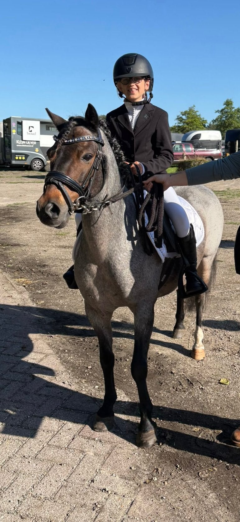 Prachtige New Forest ruin b pony, Dieren en Toebehoren, Pony's, Met stamboom, Ruin, Dressuurpony, L