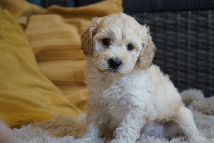 Mooie medium boomer pups kruising labradoodle., Dieren en Toebehoren, Nederland, Parvo, Overige rassen, 8 tot 15 weken