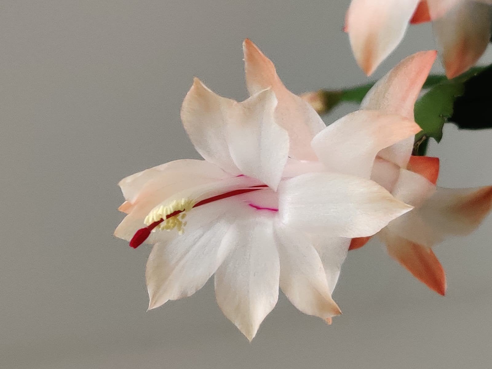 Schlumbergera 'Moonlight Fantasy' stek ongeworteld, Verzenden, Halfschaduw, Minder dan 100 cm