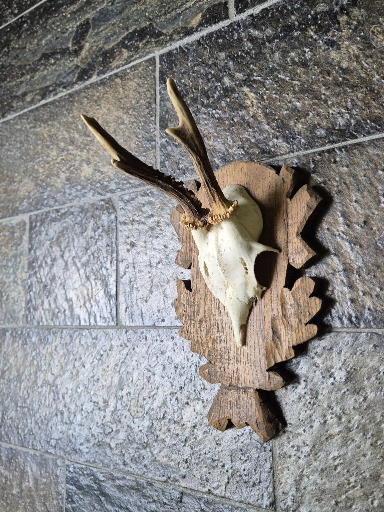 Mooi Ree gewei op houten schild jacht mancave k17, Ophalen of Verzenden, Gebruikt, Hert, Gewei of Kop