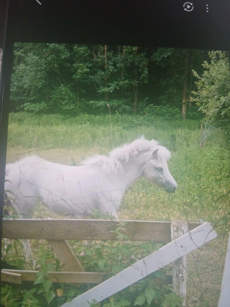 Enter 1 jarige welsh merrie en shetlander, Dieren en Toebehoren, Pony's, Merrie, B pony (1.17m tot 1.27m), Dressuurpony, 0 tot 2 jaar