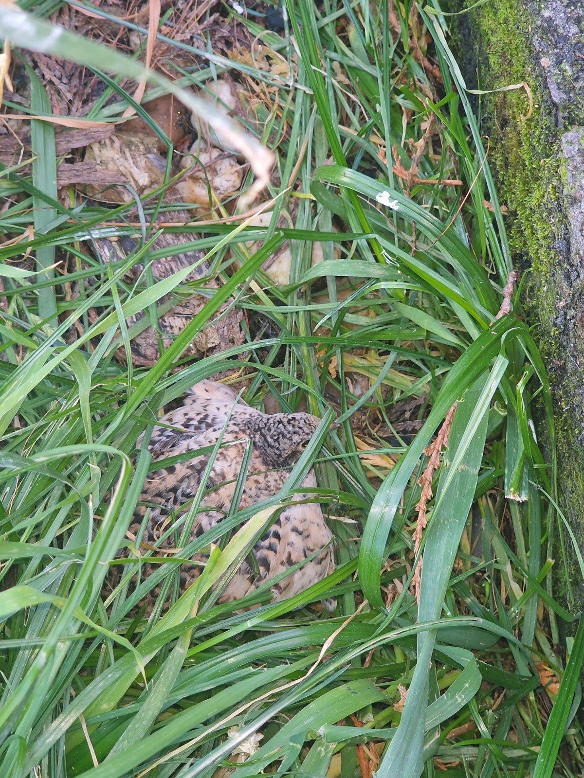 eerste serie natuurbroed chinese dwergkwartels, Dieren en Toebehoren, Meerdere dieren, Tropenvogel