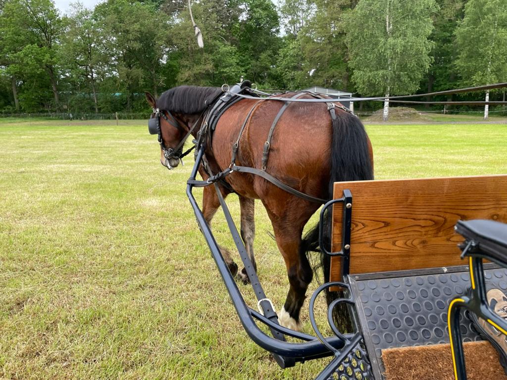 menpaard tuigpaard, Dieren en Toebehoren, Paarden, Ruin, Niet van toepassing, 160 tot 165 cm, 7 tot 10 jaar, Tuigpaard, Met stamboom