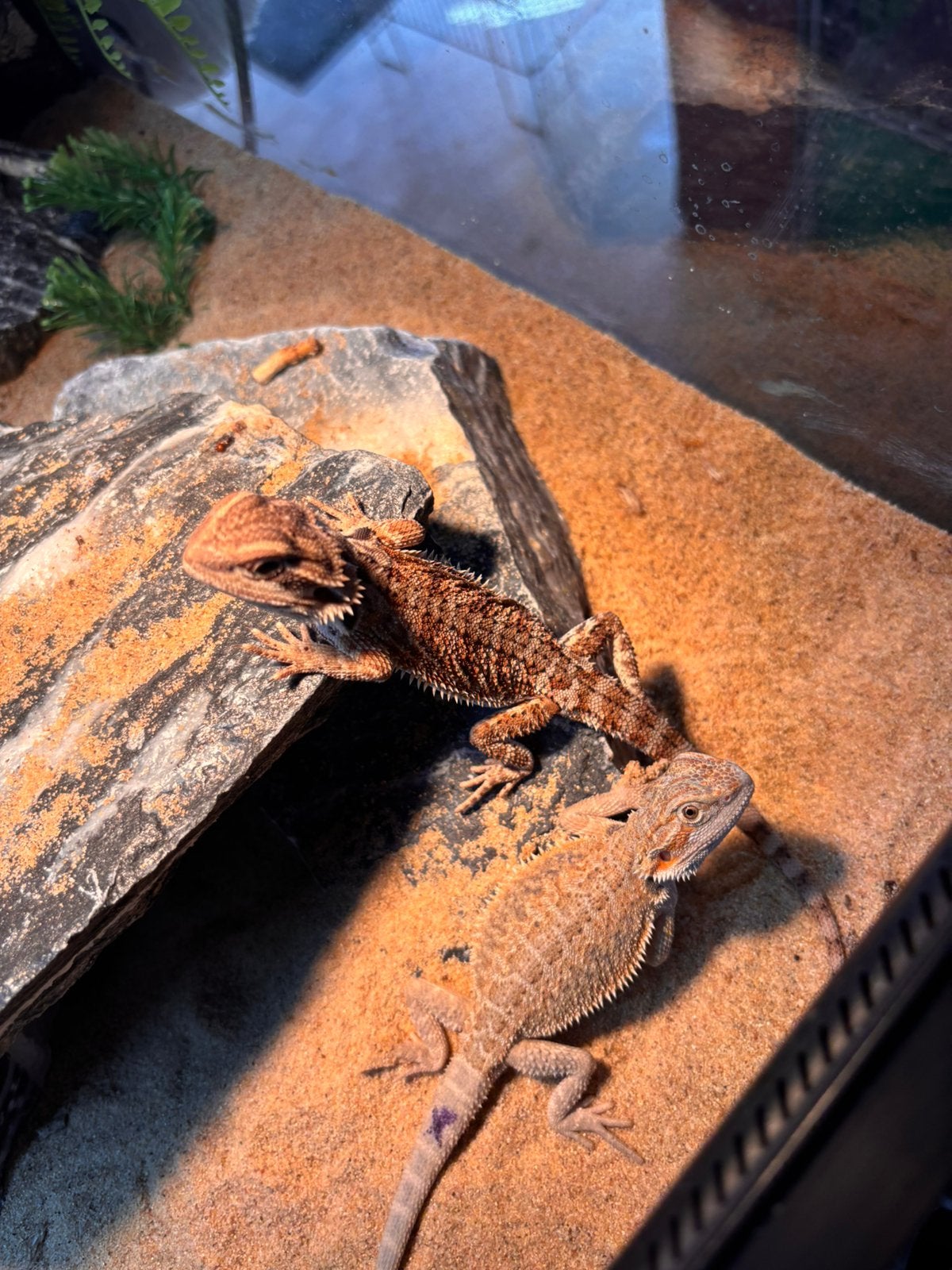 Baardagaam Bearded Dragon photo 2