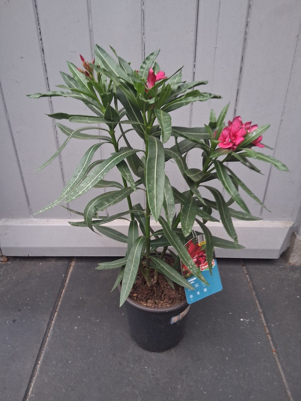 Oleander plant met roze bloemen - Nerium Oleander, Volle zon, Vaste plant, Zomer, Ophalen