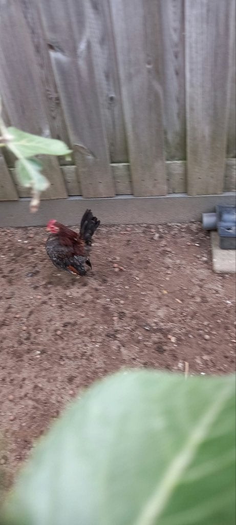 Te koop Serama ayam maleis haantje, Mannelijk, Kip