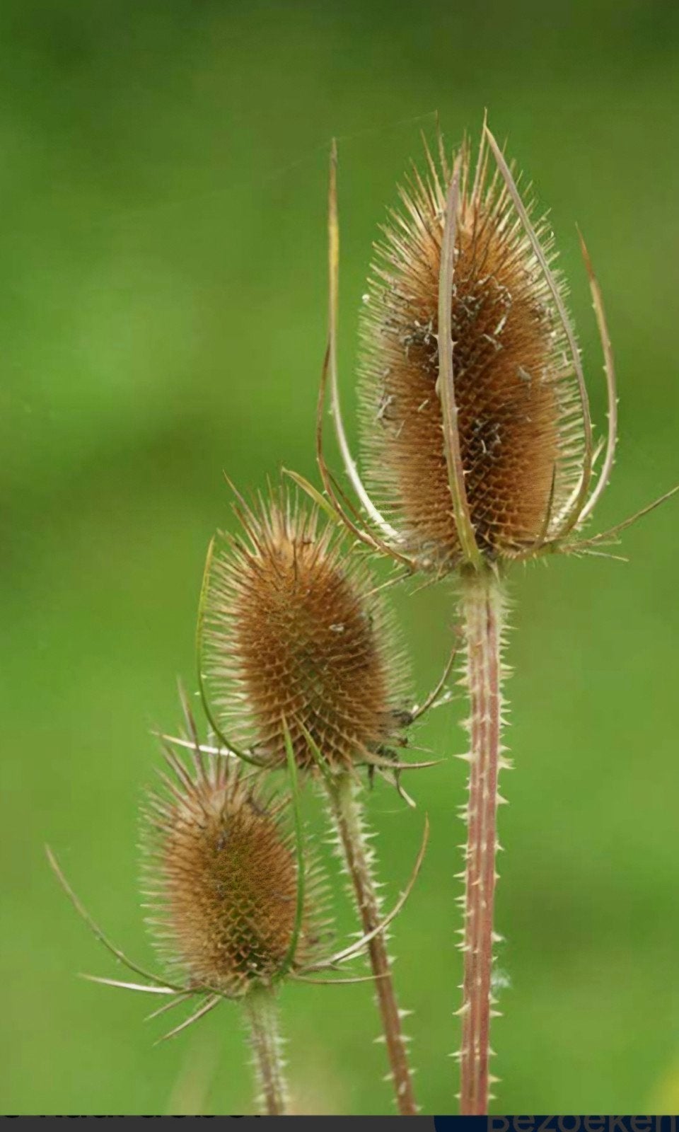 Kaardebol stekken 3-4 stuks per potje, Ophalen, Herfst, Overige soorten, Halfschaduw