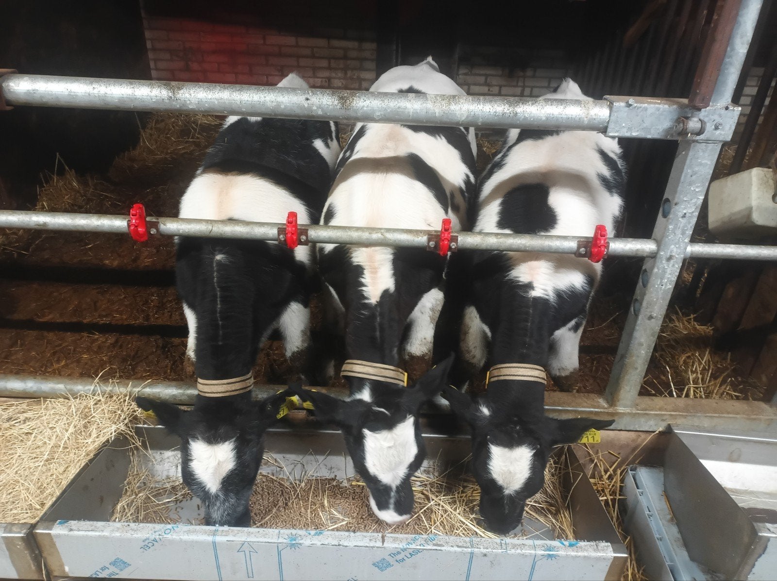 13 blauwe kruisling kalveren (vaars + stier), Dieren en Toebehoren, Meerdere dieren, 0 tot 2 jaar