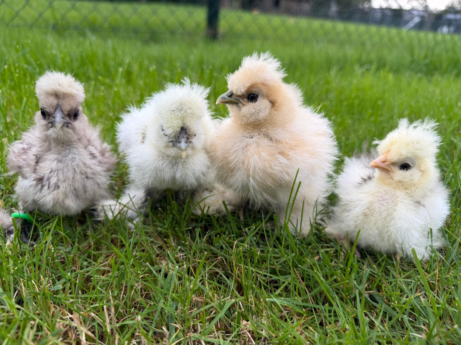 4 prachtige Usa zijdehoen hen kuikens🐣geent 3wk💯% hengaran, Dieren en Toebehoren, Vrouwelijk, Kip