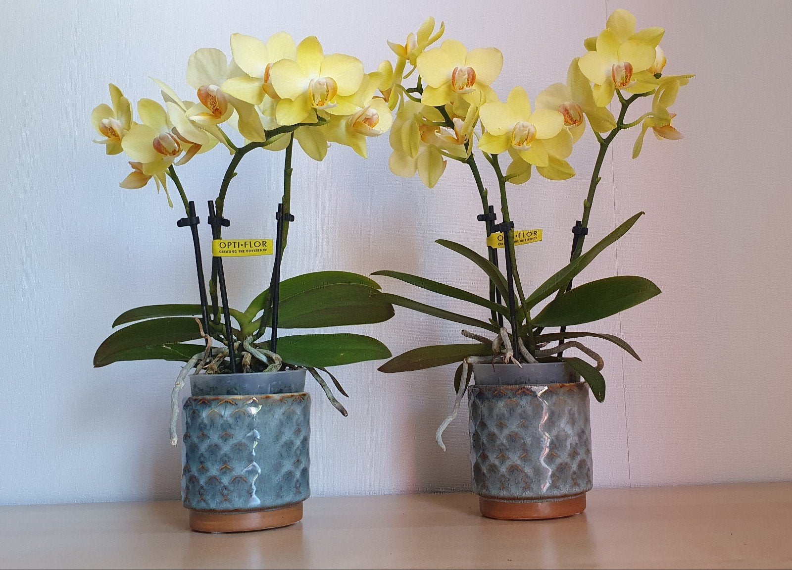 2 orchideeën met buitenpot, Ophalen, Halfschaduw, Minder dan 100 cm