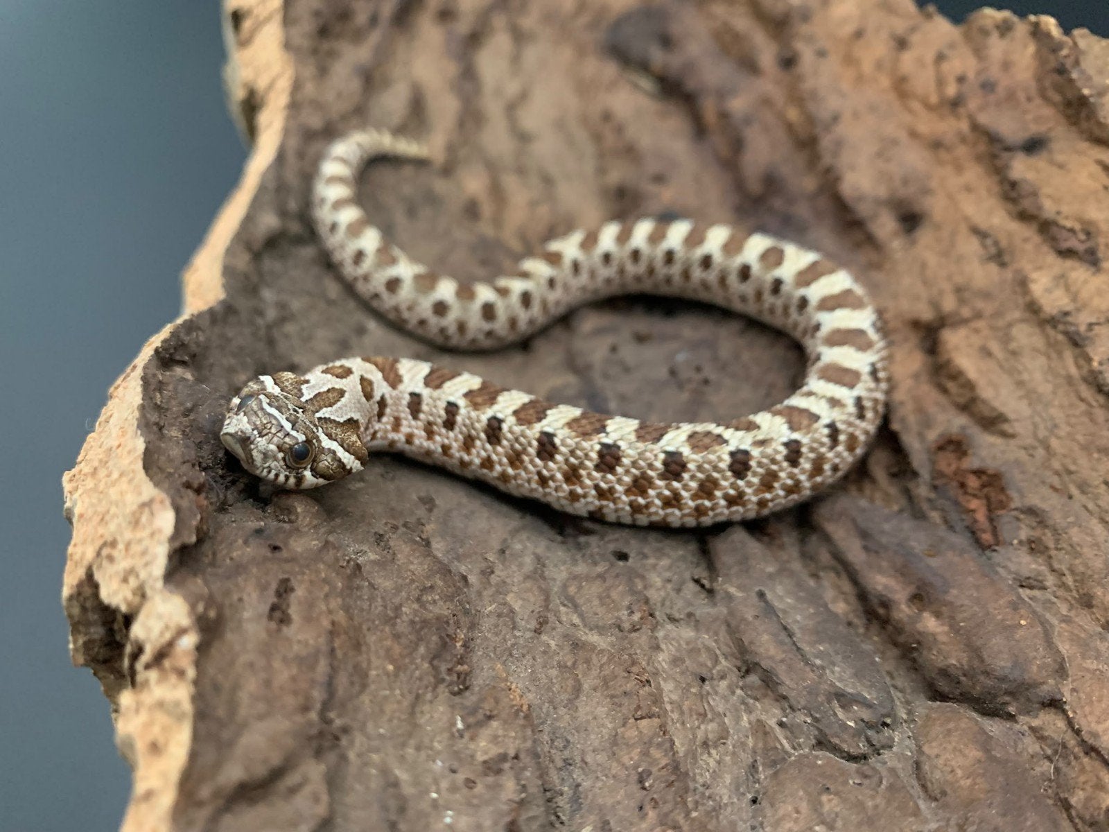 1.0 wildkleur 66% het albino heterodon nasicus