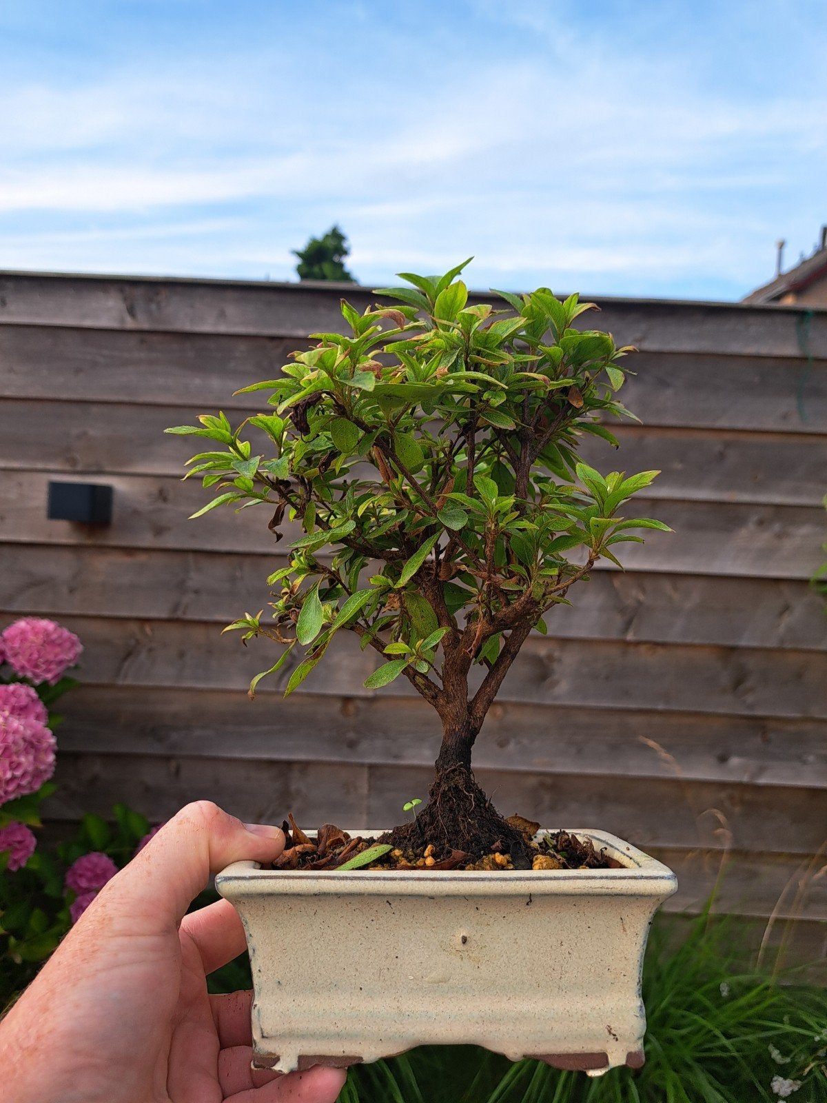 Mooie Azalea Bonsai te koop, Ophalen of Verzenden