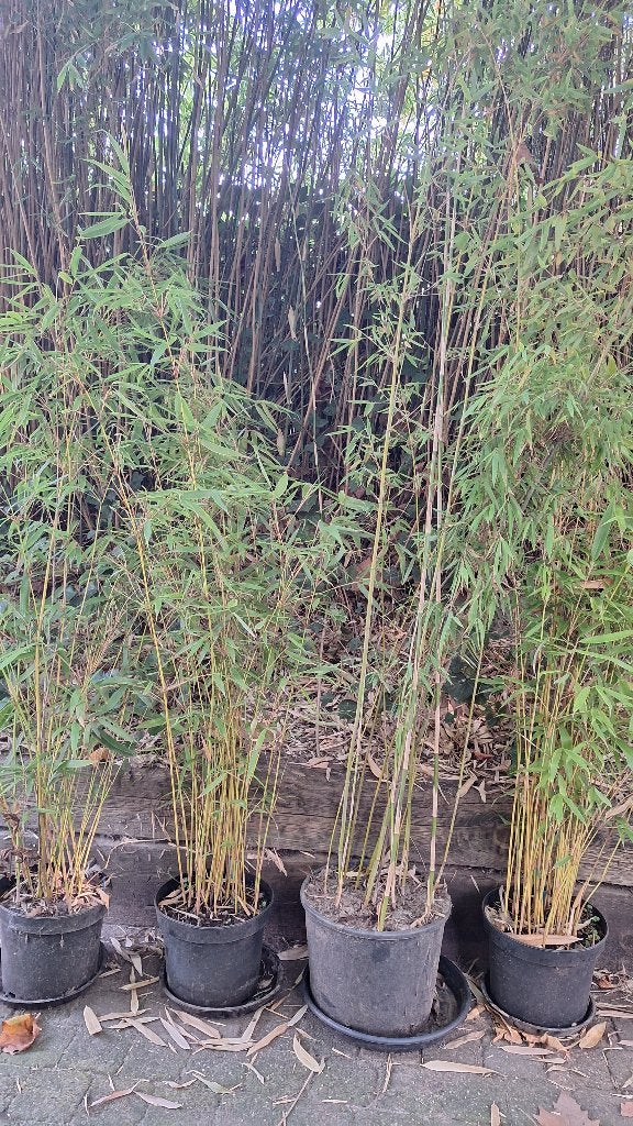 bamboe, niet woekerende bamboe, Fargesia Robusta Pingwu, Ophalen, Bamboe, 100 tot 250 cm
