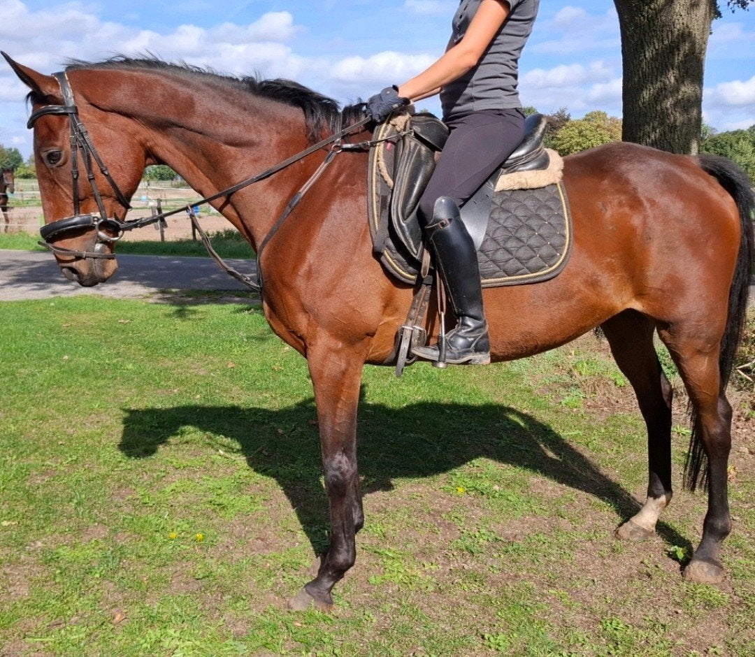 Superbrave 10 jr recreatie-manege ruin 1,66 mtr, Ruin, 7 tot 10 jaar, Met stamboom, B