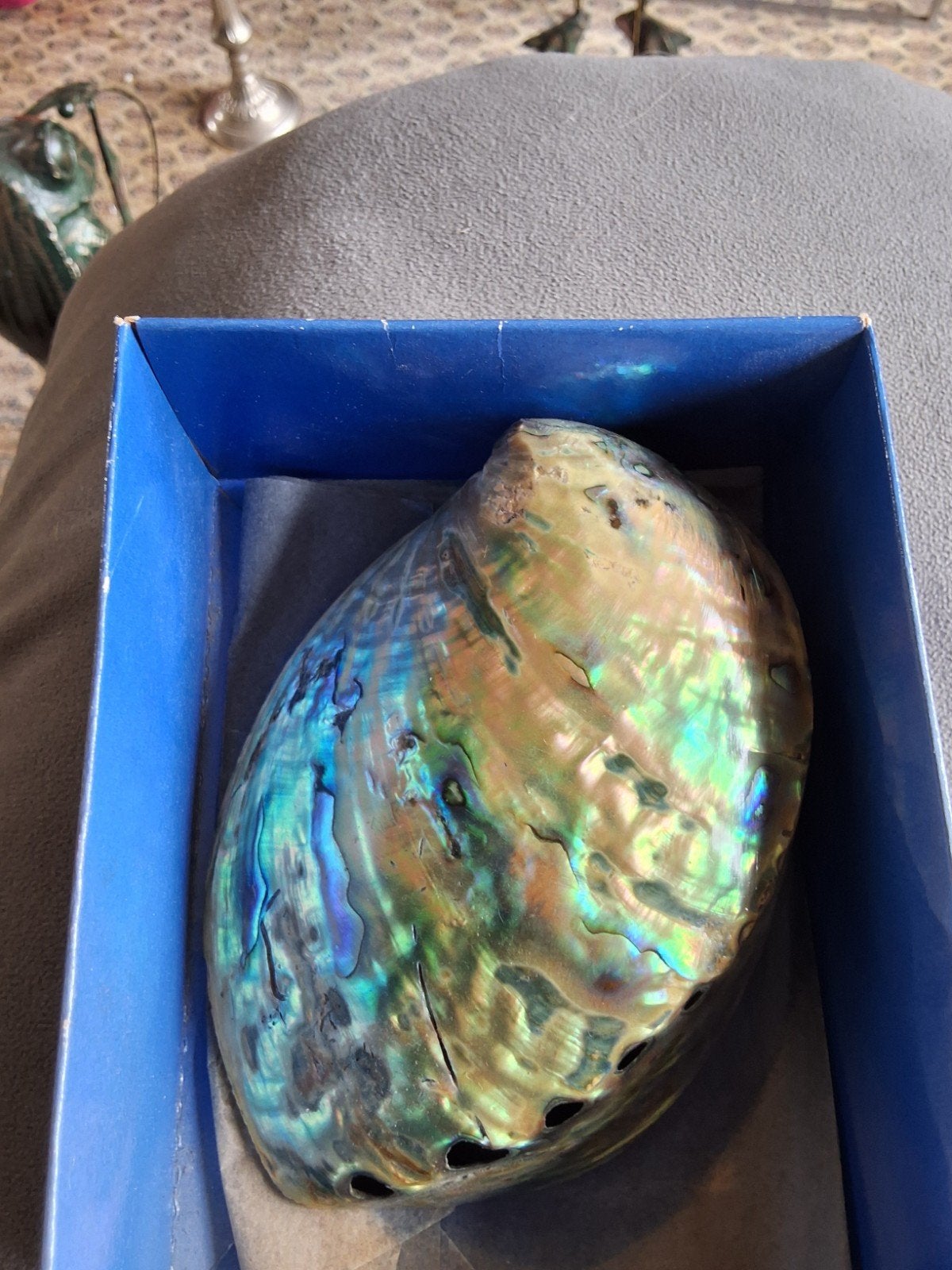 Prachtige Paua Schelp - Nieuw-Zeelandse Abalone 12,5 cm, Ophalen of Verzenden