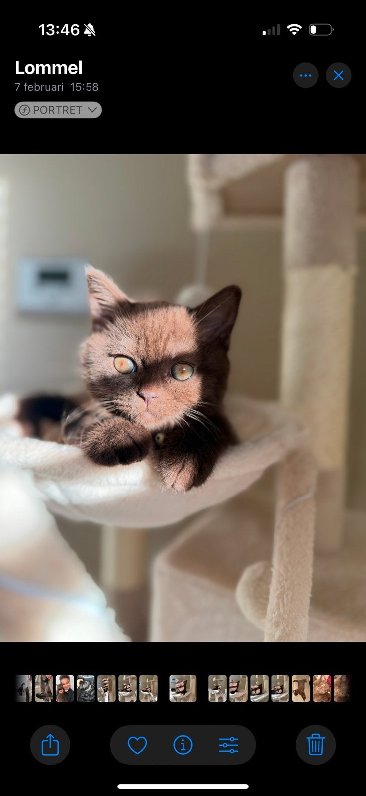 Britse korthaar, Kater