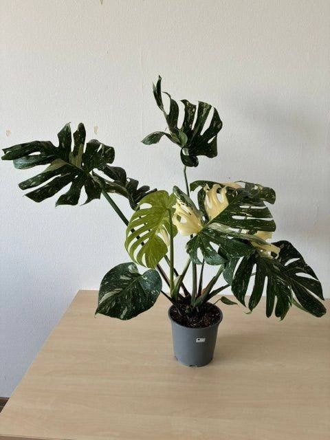 Monstera Thai kamerplant, Huis en Inrichting, Kamerplanten, Ophalen, Halfschaduw, Minder dan 100 cm