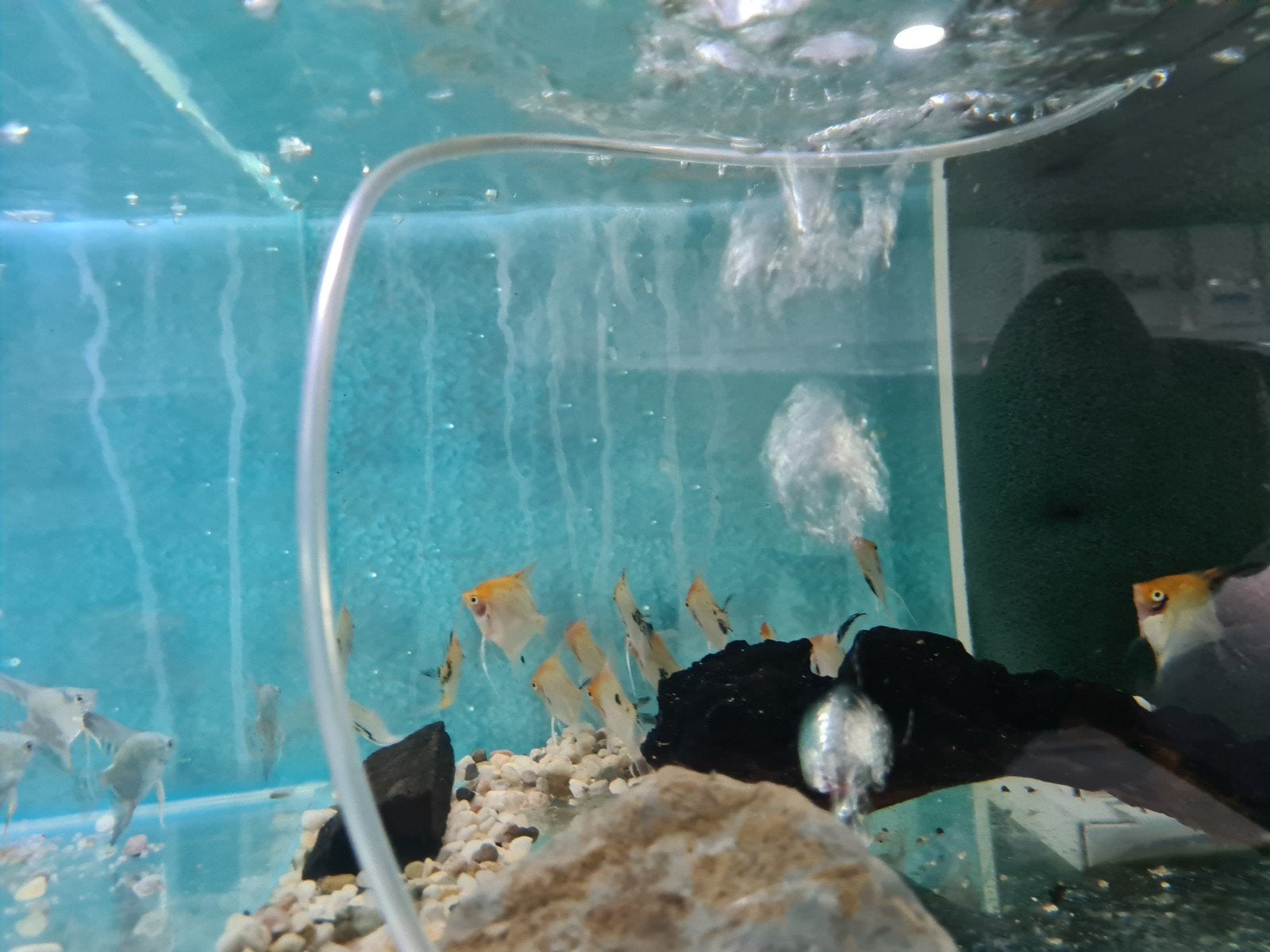 Koi Maanvissen, Dieren en Toebehoren, Vissen | Aquariumvissen, Vis, Zoetwatervis