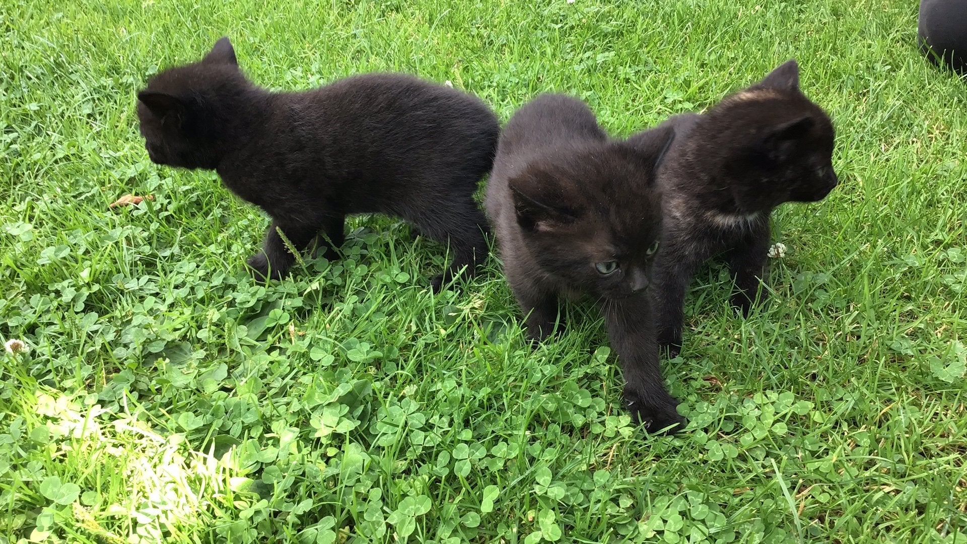 Kittens, Dieren en Toebehoren, Meerdere dieren, 0 tot 2 jaar