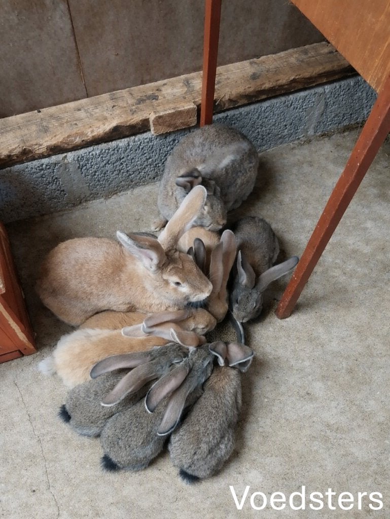 konijnen, Meerdere dieren, Groot, 0 tot 2 jaar