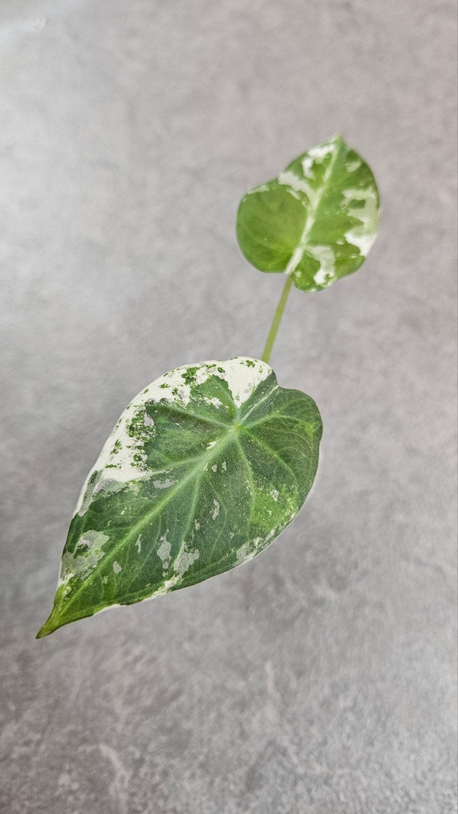 Alocasia Regal Shield Albo Variegata, Ophalen of Verzenden, Halfschaduw, Minder dan 100 cm