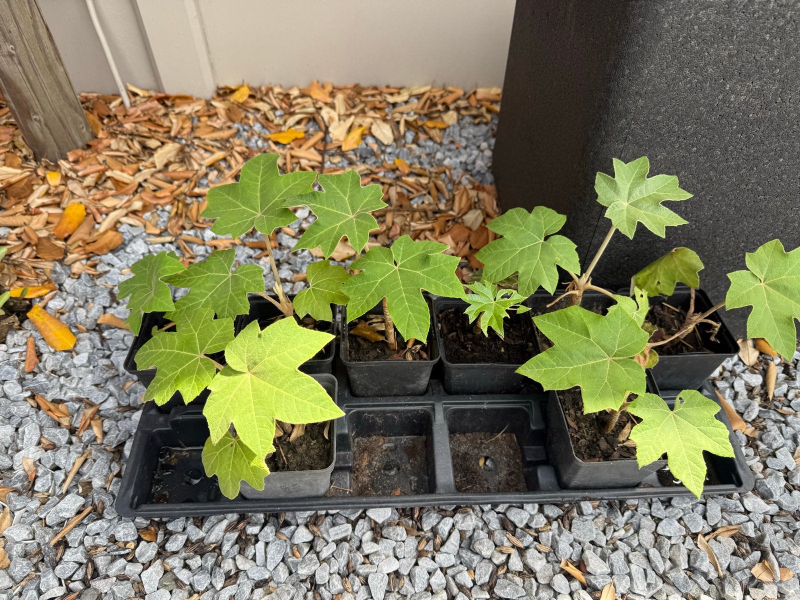 Jonge Tetrapanax plantjes, Vaste plant, Bloeit niet, Halfschaduw, Ophalen