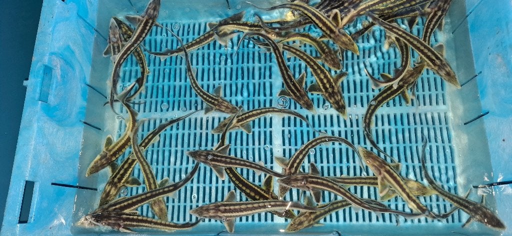 Zebrasteur Diamantsteur Guldenstatii, Dieren en Toebehoren, Steur
