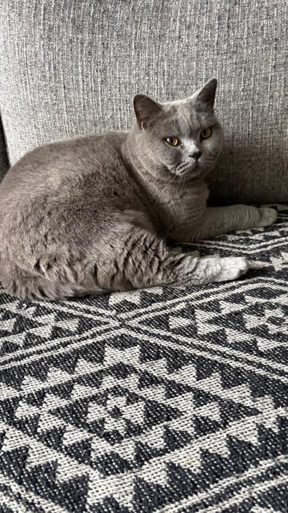 lieve britse korthaar poes, Dieren en Toebehoren, Poes