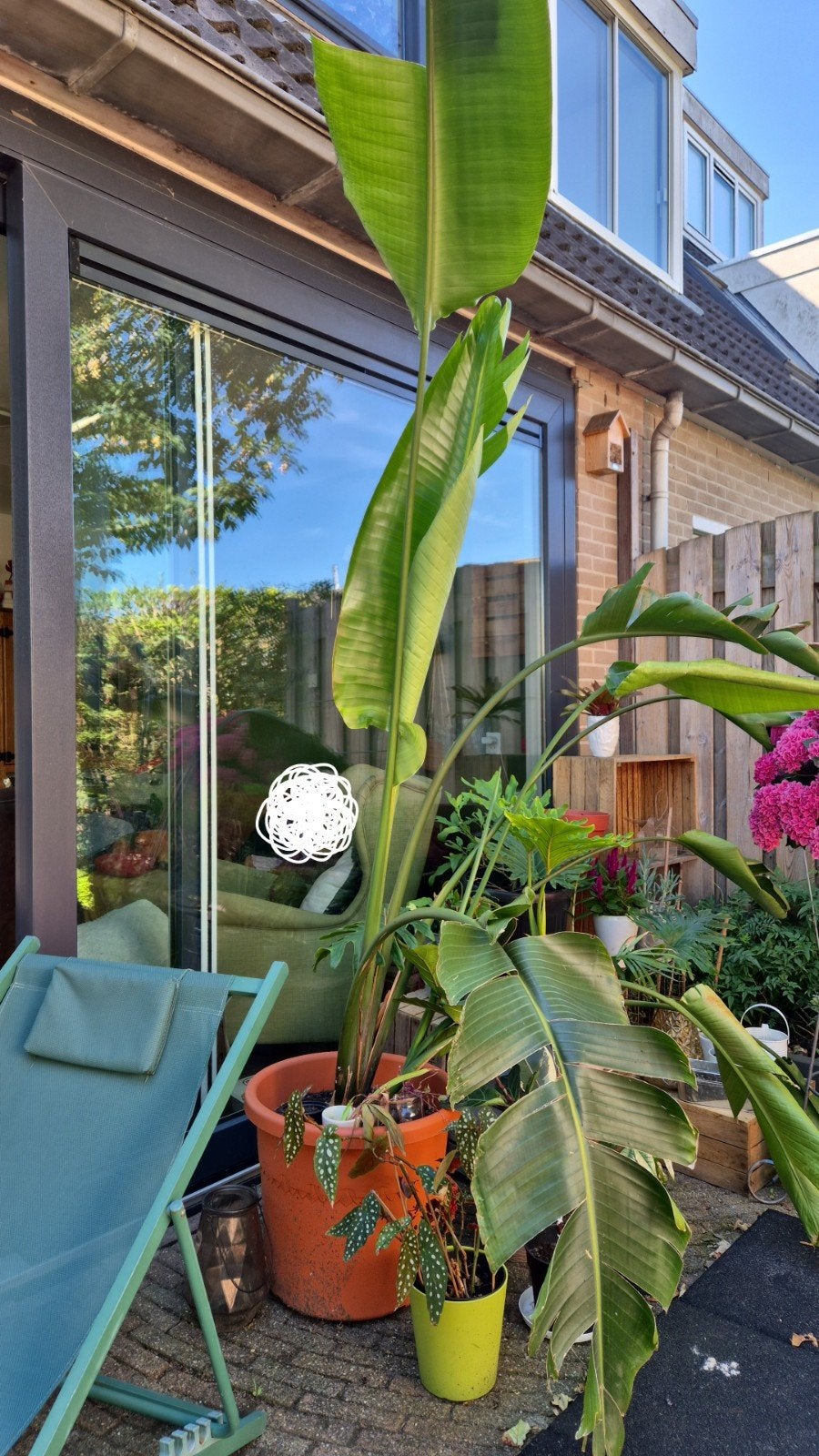 Grote Strelitzia Nicolai - Meer dan 220 cm hoog!, Ophalen, Halfschaduw, 200 cm of meer