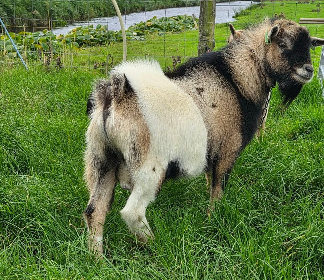 Mooie bonte, hoornloze dwergbok te koop, Dieren en Toebehoren, Mannelijk, Geit, 0 tot 2 jaar
