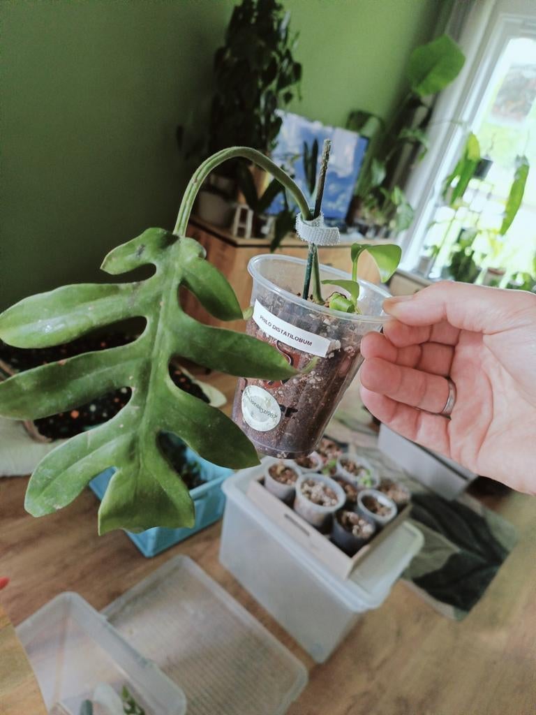 Philodendron Distatilobum, Huis en Inrichting, Kamerplanten, Overige soorten, In pot, Minder dan 100 cm, Groene kamerplant