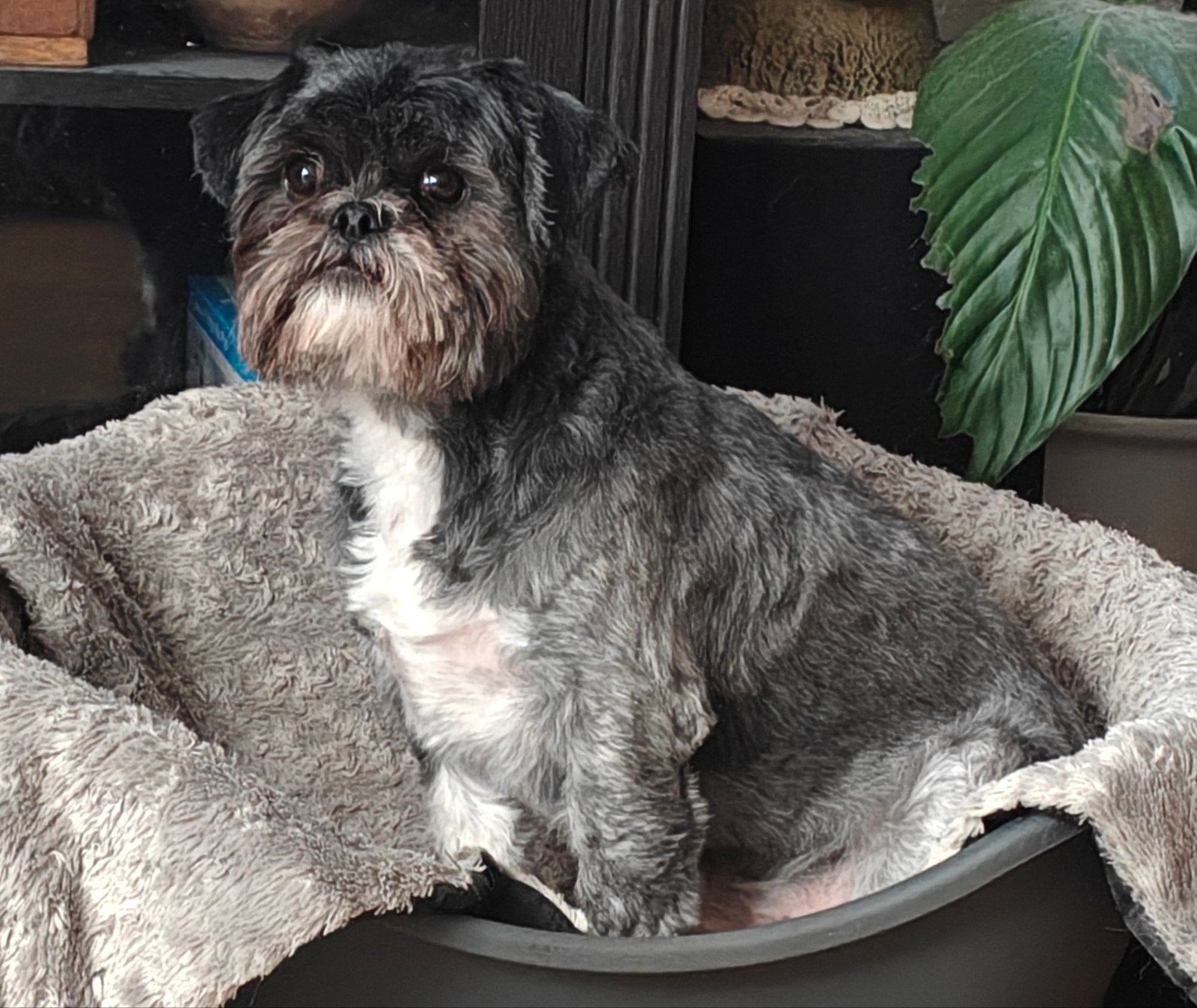 Te koop lieve Shih Tzu, CDV (hondenziekte), Eén hond, 3 tot 5 jaar, Nederland
