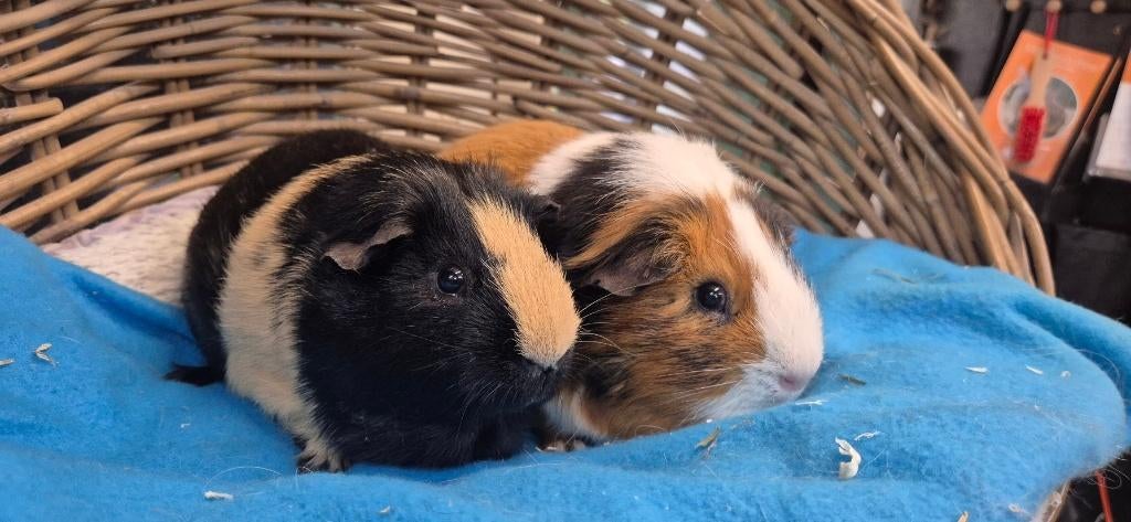 Caviakoppel BOOGIE & MAX uit de opvang zoeken even tehuis!, Dieren en Toebehoren, Knaagdieren, September, Meerdere dieren, Cavia