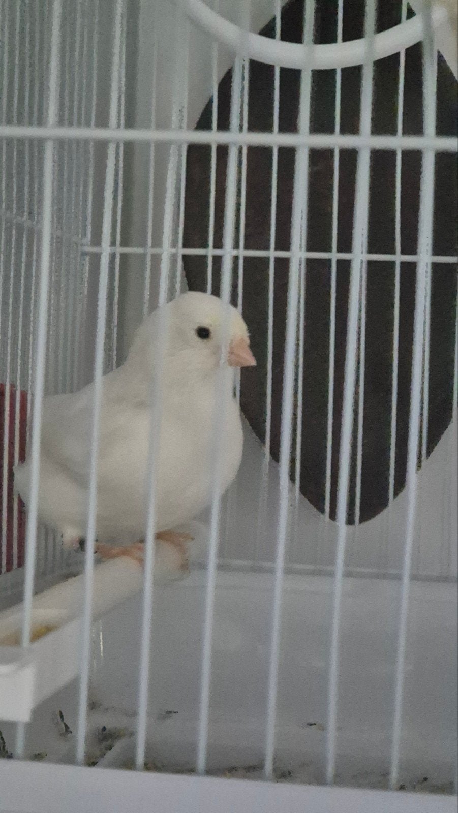 2 kanaries incl kooi, Mannelijk, Zangkanarie